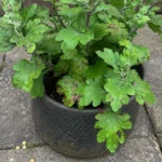 Brown Spots on Chrysanthemum (Mum) Leaves? It's Usually Leaf Spot