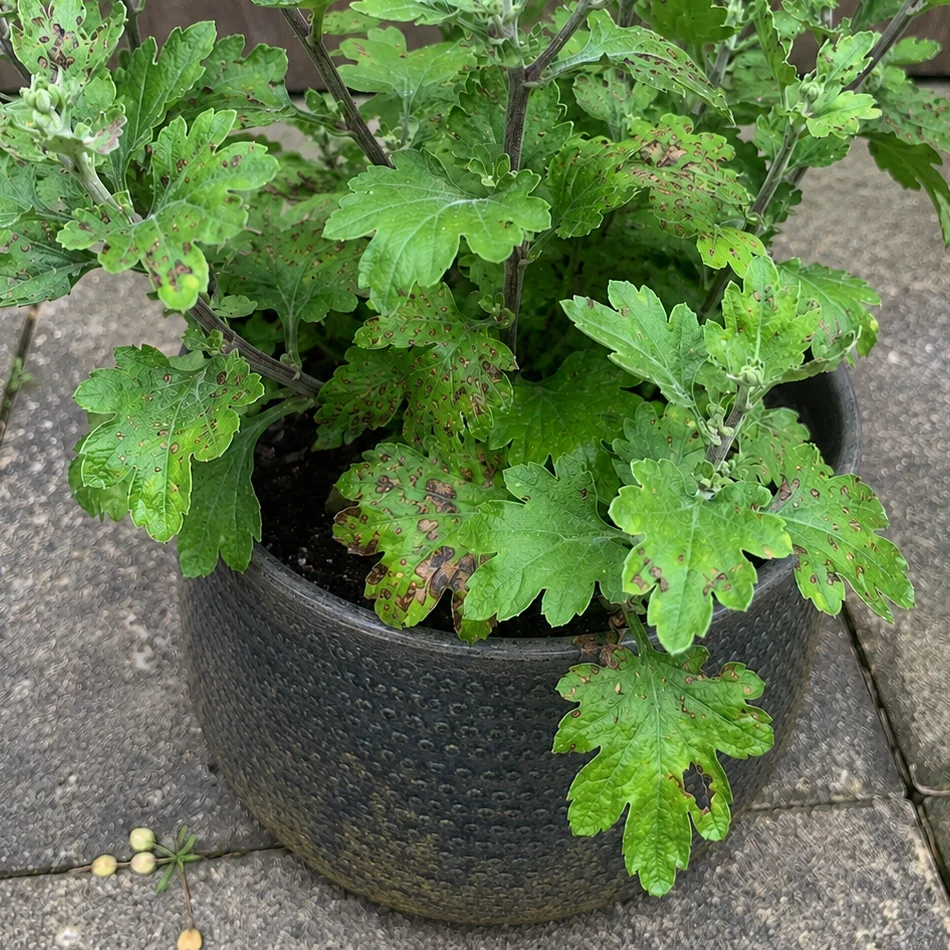 Brown Spots on Chrysanthemum (Mum) Leaves? It's Usually Leaf Spot