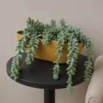 Burro's Tail Wrinkled Leaves: Check the Soil Before Watering