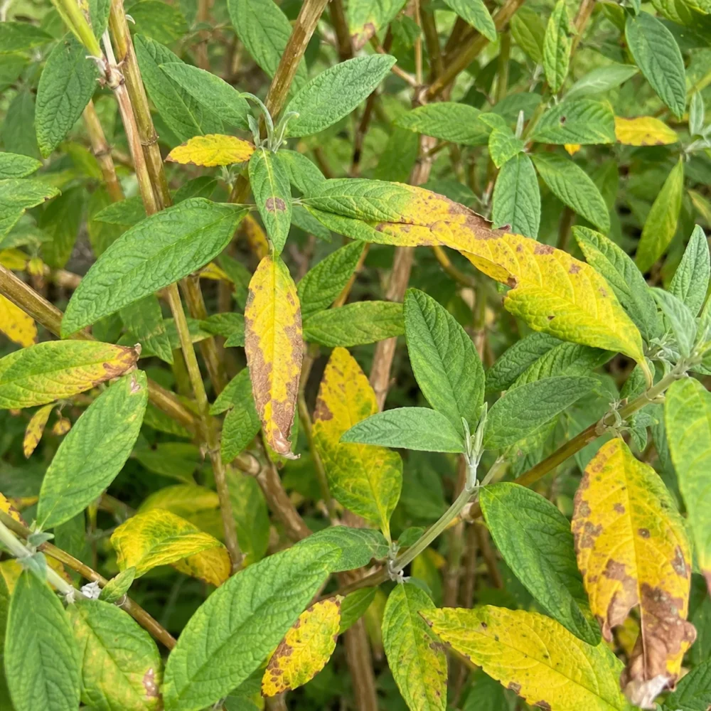 Butterfly Bush Leaves Yellow and Wilting? Start With the Roots