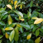 Cherry Laurel Leaves Turning Yellow? Read the Pattern First