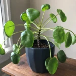 Chinese Money Plant Leaves Curling? The Direction Tells You Why