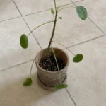 Chinese Money Plant Growing Tall and Leggy? How to Fix the Stretch