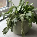 Christmas Cactus Gone Limp and Wrinkled? Check the Soil First