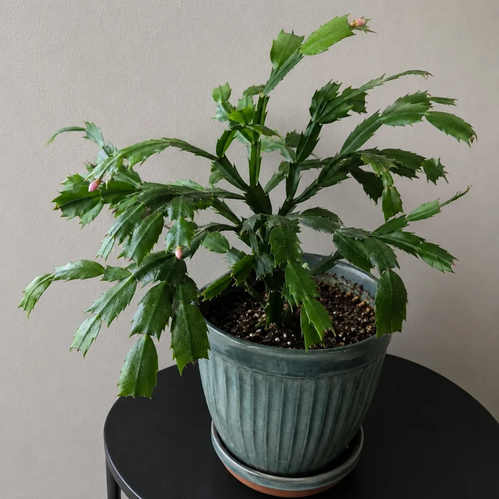 Christmas Cactus Won't Bloom? It's All About Darkness and Cool