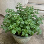 Chrysanthemums (Mums) Not Blooming: Reasons and Fixes