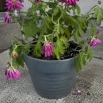 Chrysanthemums (Mums) Wilting and Drooping? Dry Soil Is Usually the Culprit