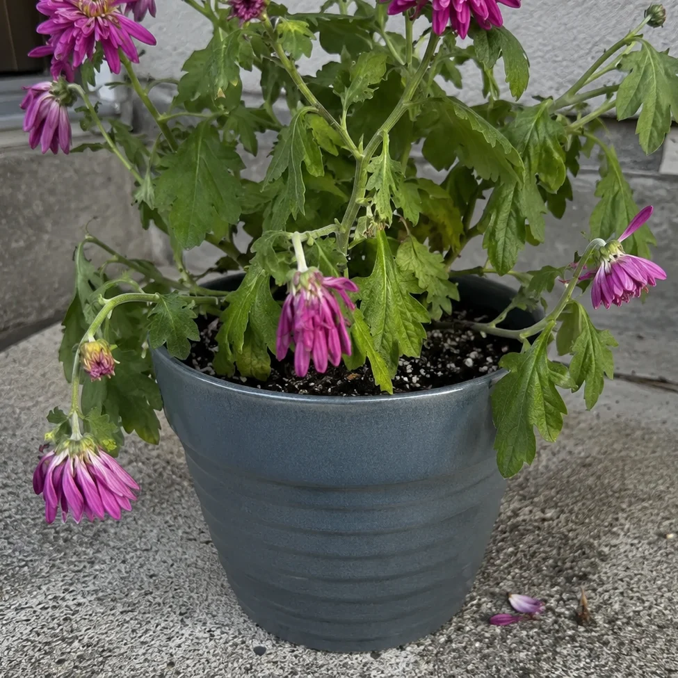 Chrysanthemums (Mums) Wilting and Drooping? Dry Soil Is Usually the Culprit