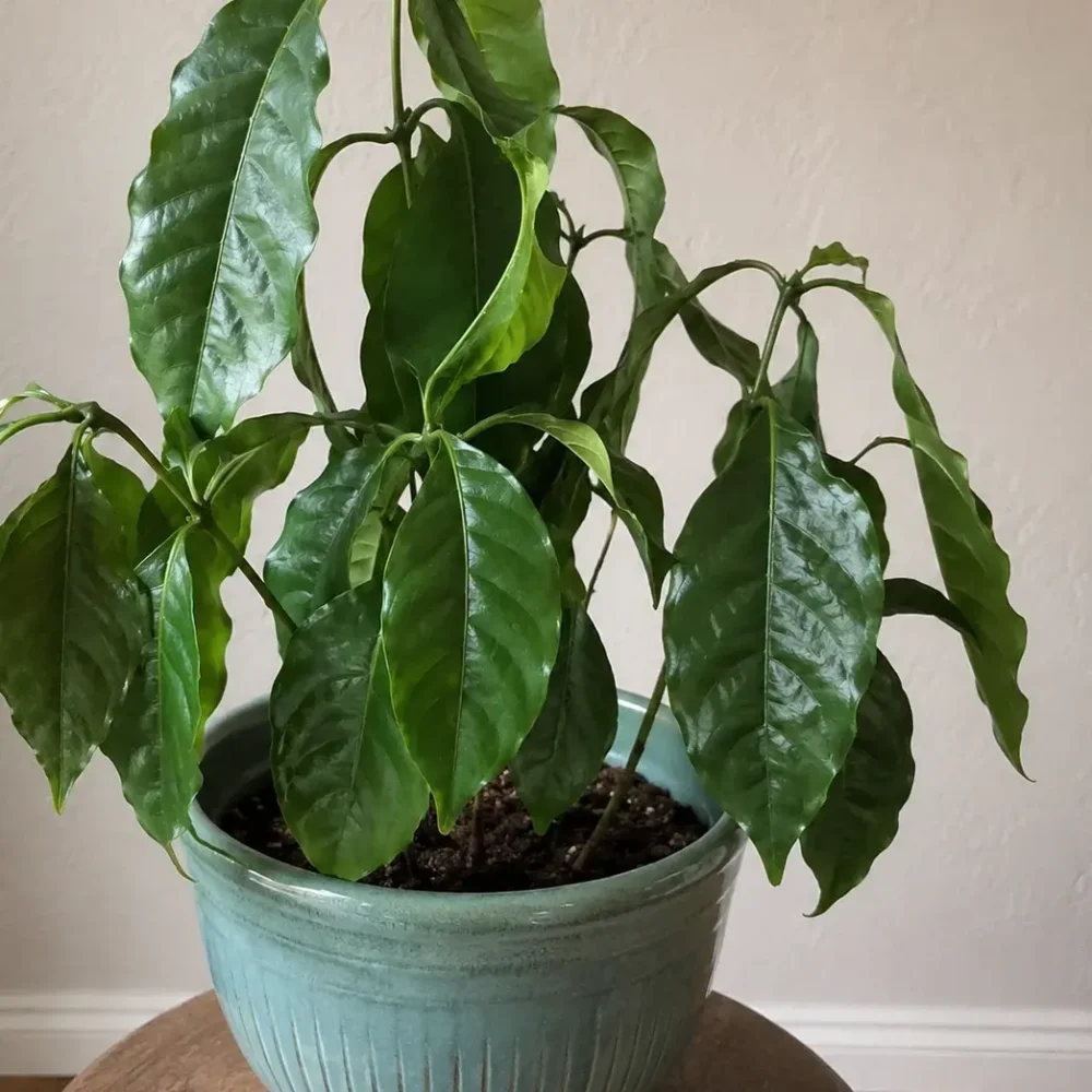 Why Is My Coffee Plant Drooping and How Do I Revive It?