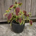 Why Coleus Droops and How to Revive Limp Leaves
