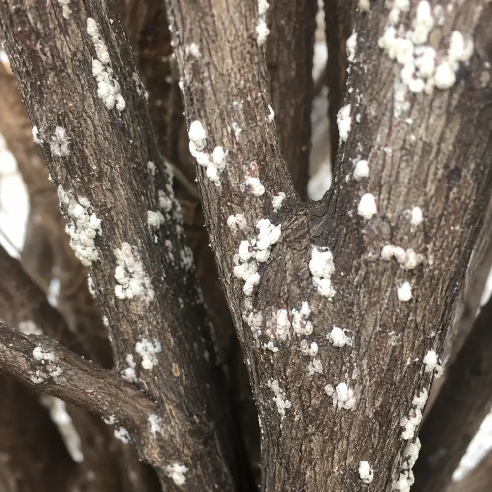 Crape Myrtle Bark Scale: White Spots and Black Sooty Mold