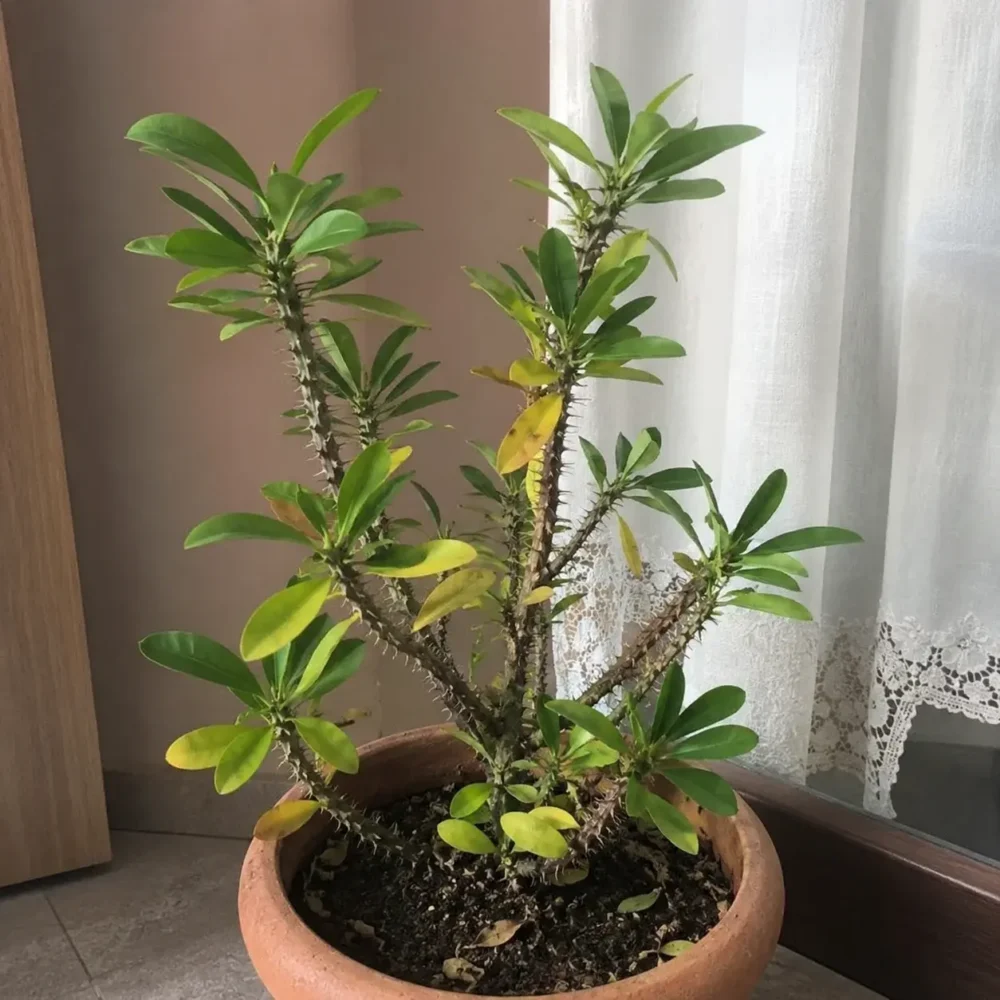 Why Is My Crown of Thorns Not Blooming?