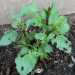 Dahlia Leaves Eaten Overnight: Slug and Snail Damage