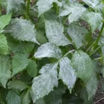 Powdery Mildew on Dahlias: White Leaves and What to Do