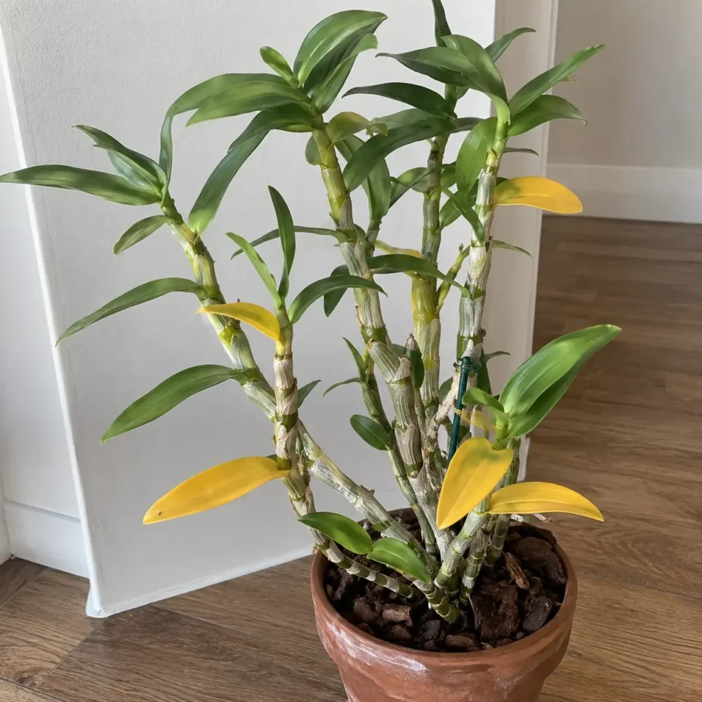 Dendrobium Nobile Yellow Leaves: Normal Shedding or Stress?