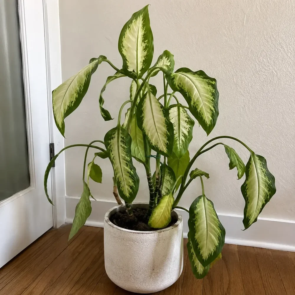 Dieffenbachia ‘Camille’ Drooping Leaves: Water or Root Stress
