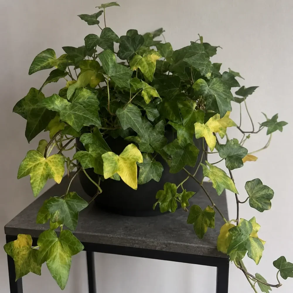 English Ivy Yellow Leaves: Water, Light, or Root Stress