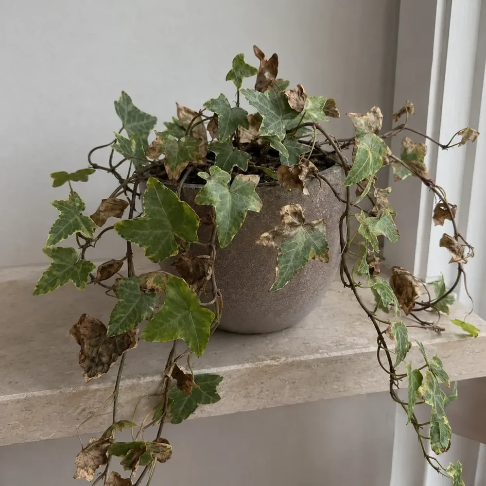 English Ivy Leaves Turning Brown and Crispy