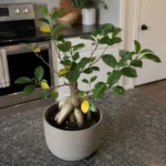 Ficus Microcarpa ‘Ginseng’ Yellow Leaves Before Leaf Drop