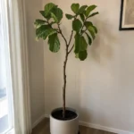 Fiddle Leaf Fig Dropping Leaves After Watering or Moving