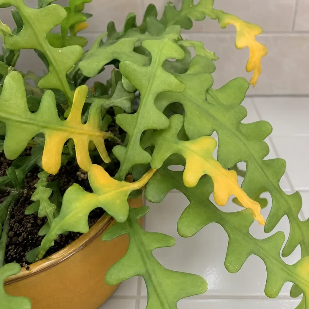 Fishbone Cactus Turning Yellow