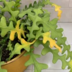 Fishbone Cactus Turning Yellow