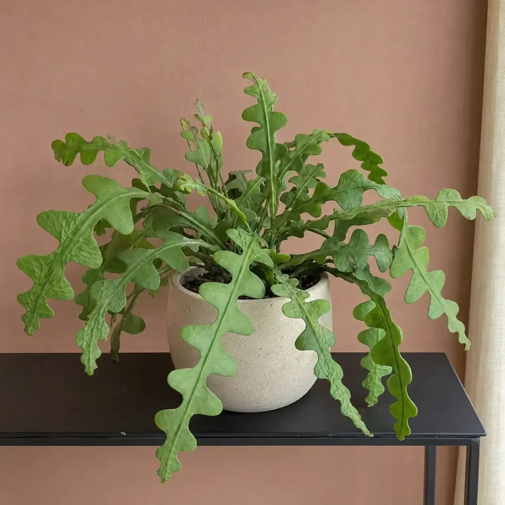 Why Is My Fishbone Cactus Wrinkled?
