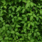 Nelly Moser Clematis Not Blooming: Pruning and Light Fixes
