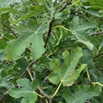 Fig Rust: Brown Spots and Leaf Drop Fixes