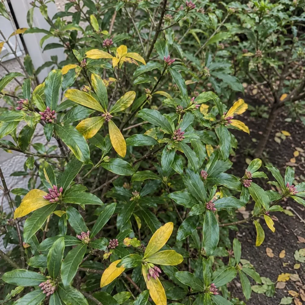 Winter Daphne Not Flowering: Buds, Shade, and Pruning Issues