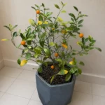 Calamondin Orange Leaves Turning Yellow: Find the Cause