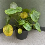Calathea Orbifolia Yellow Leaves: A Practical Recovery Guide