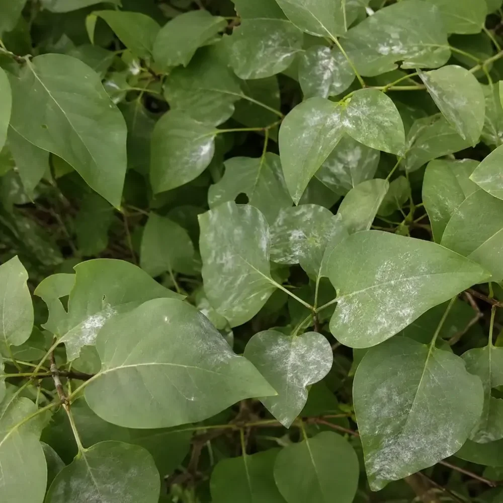 Common Lilac Powdery Mildew: Is Fungicide Necessary?
