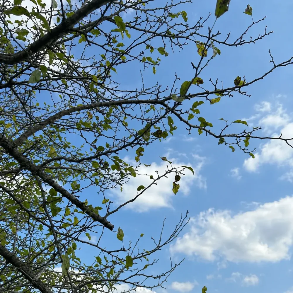 Why Is My Crabapple Tree Losing Leaves in Summer?