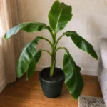 Dwarf Banana Leaves Drooping: How to Restore Firm Growth