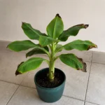 Dwarf Banana Leaves Turning Brown: Diagnose the Pattern and Fix It