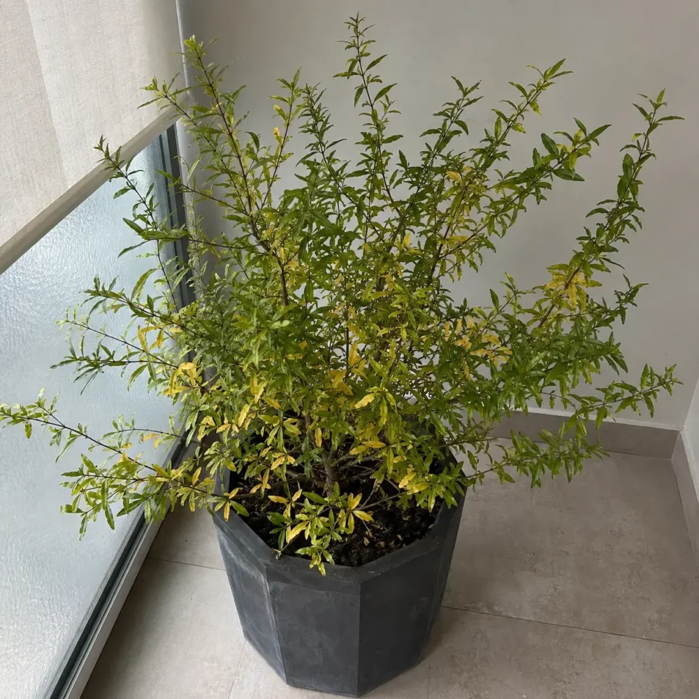 Dwarf Pomegranate Leaves Turning Yellow: What the Pattern Means