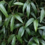Evergreen Clematis Not Flowering: Restore Its Spring Bloom
