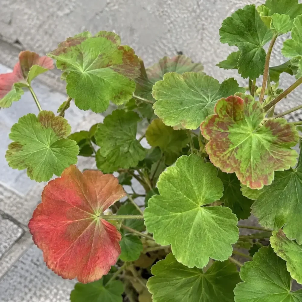 Why Are My Geranium Leaves Turning Red?