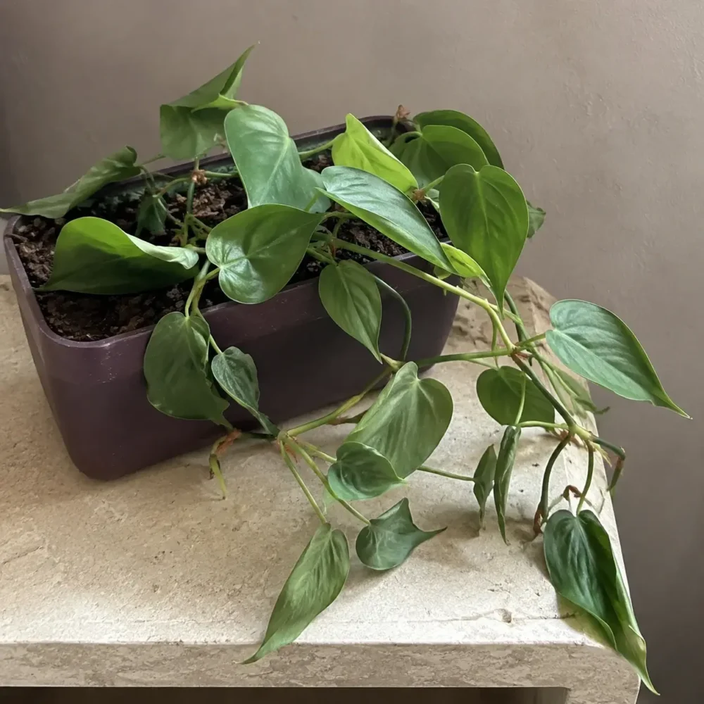 Reviving a Wilted Heartleaf Philodendron