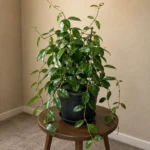 Why Hoya Carnosa Won’t Bloom and How to Fix It