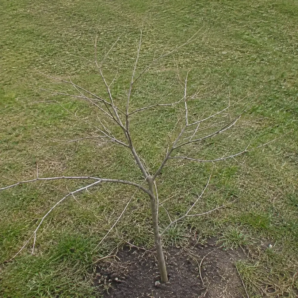 Why Is My Japanese Maple Dying? A Practical Recovery Guide