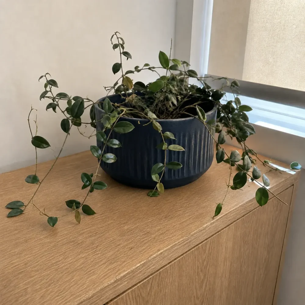 Why Is My Lipstick Plant Dropping Leaves?