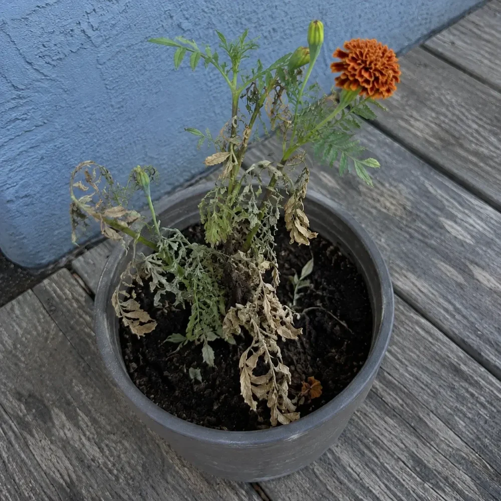 Marigolds Dying? Causes, Signs, and a Recovery Plan