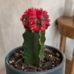 Moon Cactus Dying: Which Part Is Failing and Can It Be Saved?