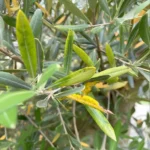 Olive Tree Leaves Turning Yellow: Causes and Solutions