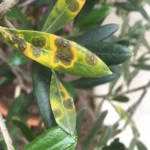 Olive Tree Peacock Spot: Identification, Treatment, and Prevention