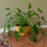 Philodendron ‘Xanadu’ Drooping Leaves: Causes and Recovery Steps