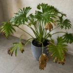 Why Philodendron ‘Xanadu’ Leaves Turn Brown and How to Fix It