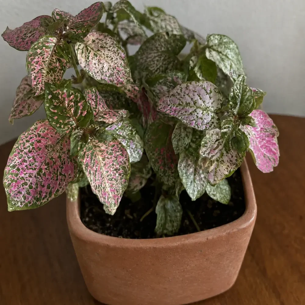 Polka Dot Plant Losing Color: Causes and Practical Fixes